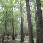 Timberland for sale in Calcasieu Parish