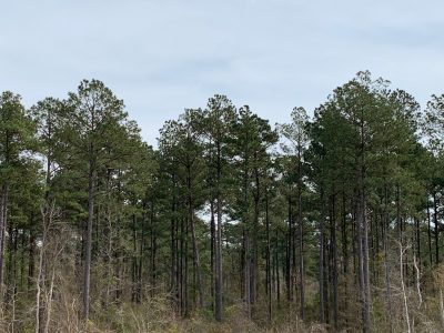 Investment land for sale in Union Parish