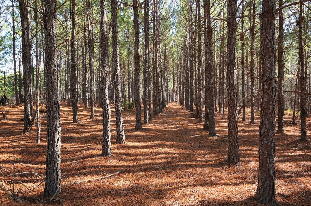 Louisiana Pine Plantation for Sale