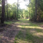 Timberland for sale in Little River County