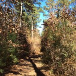 Timberland property for sale in Caldwell Parish