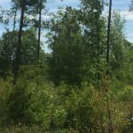 Agricultural property for sale in DeSoto Parish