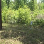 Agricultural property for sale in DeSoto Parish