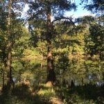 Timberland property for sale in Beauregard Parish