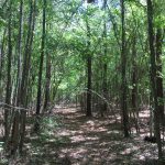 Investment land for sale in Lincoln Parish