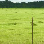 Beauregard Parish Pasture property for sale