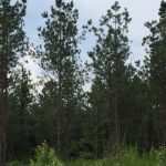 Lincoln Parish Recreational land for sale