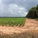 Agricultural property for sale in Grant Parish