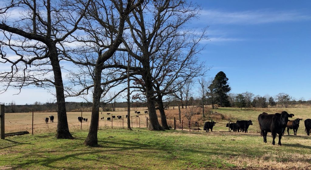 Pasture property for sale in Union Parish