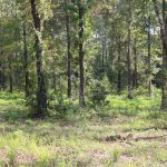 Bossier Parish Investment land for sale