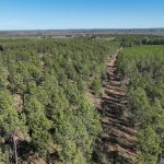 Timberland property for sale in Red River Parish