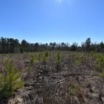 Timberland property for sale in Bienville Parish