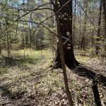 Hunting property for sale in Hempstead County