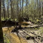 Hempstead County Hunting land for sale