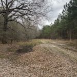Hunting land for sale in Lafayette County