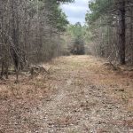 Lafayette County Hunting land for sale