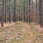 Lafayette County Hunting property for sale