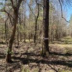 Timberland for sale in Hempstead County