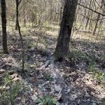 Hempstead County Timberland property for sale