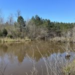 Hempstead County Timberland for sale