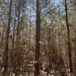 Hempstead County Hunting property for sale