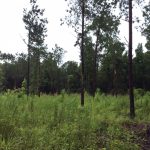 Natchitoches Parish Residential land for sale