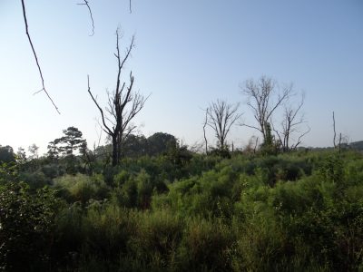 Agricultural land for sale in Bienville Parish