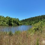 Hot Spring County Timberland for sale