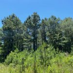 Recreational land for sale in Hot Spring County