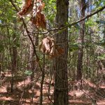 Development property for sale in Hot Spring County