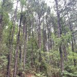 Hot Spring County Timberland property for sale