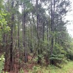 Timberland property for sale in Hot Spring County