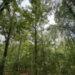 Timberland property for sale in Bossier Parish