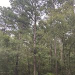 Bienville Parish Hunting property for sale