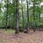 Lincoln Parish Hunting property for sale