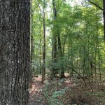 Lincoln County Timberland property for sale