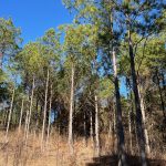Lincoln Parish Ranchland property for sale