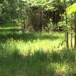 Investment land for sale in Natchitoches Parish