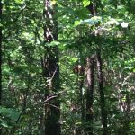 Timberland property for sale in Natchitoches Parish