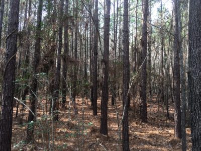 Recreational land for sale in Covington County