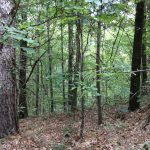 Timberland property for sale in Catahoula Parish
