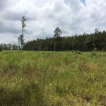 Natchitoches Parish Timberland property for sale