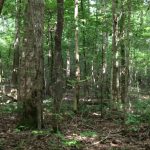 Hinds County Timberland property for sale