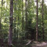 Hinds County Recreational land for sale