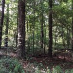 Hinds County Timberland for sale