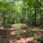Winn Parish Hunting land for sale