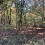 Avoyelles Parish Hunting land for sale