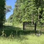 Hunting land for sale in Sabine Parish