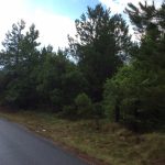 Timberland property for sale in Beauregard Parish