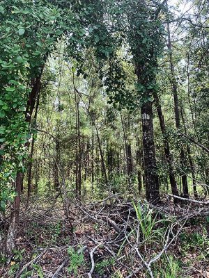 Louisiana recreational land for sale
